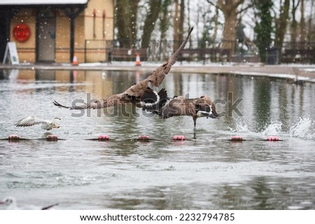 Canada geese hovering over the boating lake in winter snow in Alexandra Park in London, England