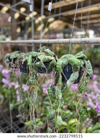 Hoya imbricata leaves can cling to branches, tree trunks, or concrete posts. Royalty-Free Stock Photo #2232798515