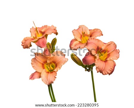 pink day-lily flowers, isolated on white Royalty-Free Stock Photo #223280395