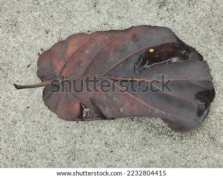 one dark brown dry leaf

