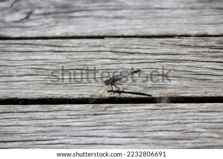 Pretty dragonfly an insect belonging to order Odonata, suborder Anisoptera  with large multifaceted eyes, two pairs of strong transparent wings and long body camouflaged on the wooden floor boards.