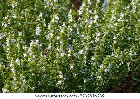 Satureja montana with white flowers is a fine herb for cooking Royalty-Free Stock Photo #2232816239