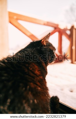 Black cat sitting on the snowy terrace. Home pets trying outdoors in winter
