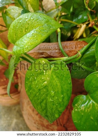 Money plant leaves with rain drops 