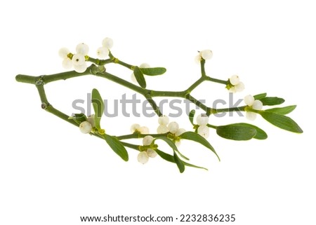 mistletoe isolated on white background