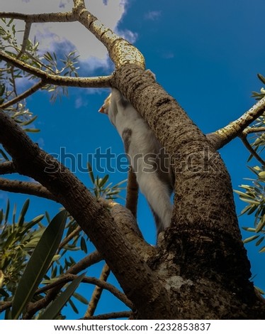 cute cat is climbing a tree