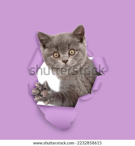 Funny kitten looks through a hole in purple paper