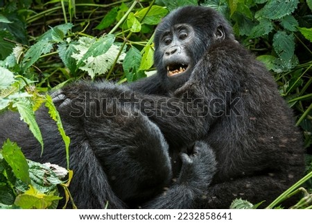 Mountain gorilla (Gorilla beringei beringei) juveniles playing. Bwindi Impenetrable Forest. Uganda