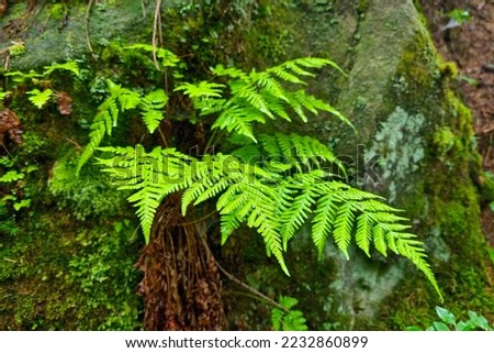 Close-up of the green branches of a fern in the forest