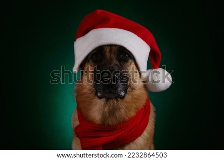 Beautiful German Shepherd with red Santa hat and knitted scarf portrait closeup. Studio photo inside on dark green background, dog with serious face. Concept of pet celebrating Christmas as humans.