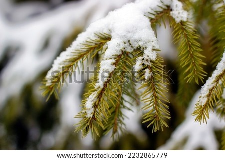 Spruce branch covered with snow photo from close range