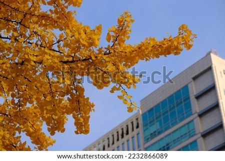 The yellow or gold color leaves in the tree during autumn season and blur building.