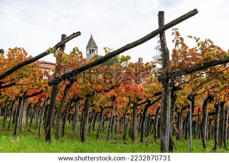 Colourful leaves of vine in autumn