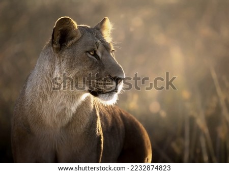 A magnificent lion proudly looks forward standing in a field with sparse vegetation close-up