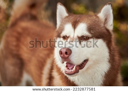 Siberian Husky dog portrait with brown eyes and brown white color, cute sled dog breed. Friendly husky dog portrait outdoor forest background, walking with beautiful adult pet, favorite breed of dog