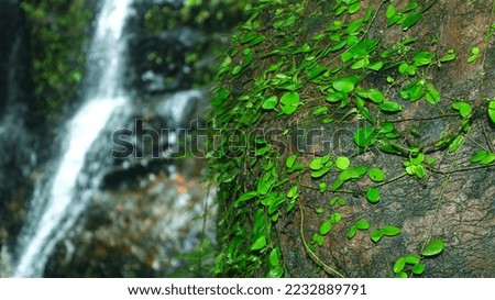 Rocks on the riverbank in the middle of a forest overgrown with moss and other plants