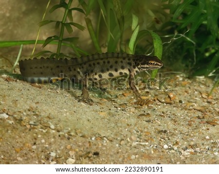Detailed closeup on a crested male of the Common smooth newt , Lissotriton vulgaris under water
