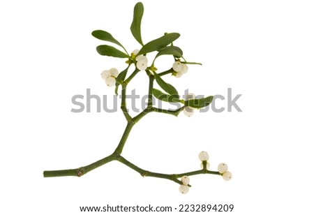 mistletoe isolated on white background