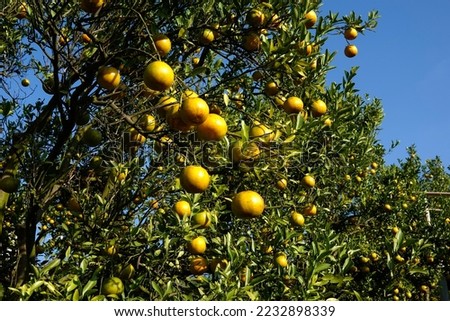 The beautiful orange fruit hangs on the tree as a small canopy. It's an edible fruit. The fruit is sour or sweet. It's especially rich in vitamin C. Suitable for health lovers in the farmer's garden