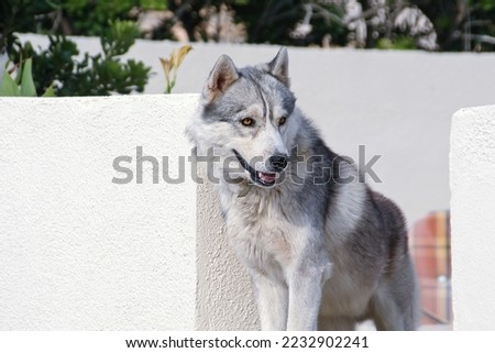 Portrait picture, animal portrait of a dog, husky, sled dog