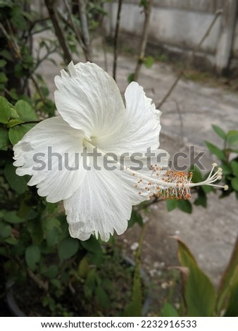 Hibiscus rosa-sinensis, colloquially known as Chinese hibiscus, Hawaiian hibiscus, and rose mallow is a species of tropical hibiscus, a flowering plant in Hibisceae tri