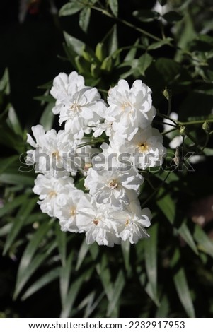 White color English Rose Francine Austin flowers in a garden in July 2021. Idea for postcards, greetings, invitations, posters, wedding and Birthday decoration, background 