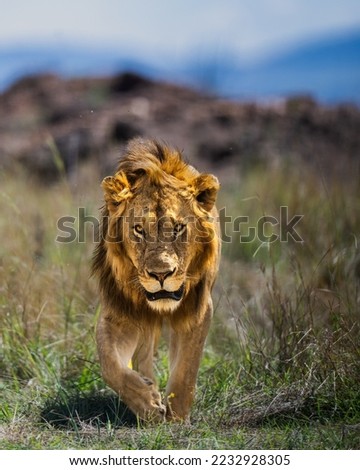 This lion image has been from Africa