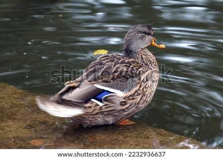    duck by a pond in spring time                            