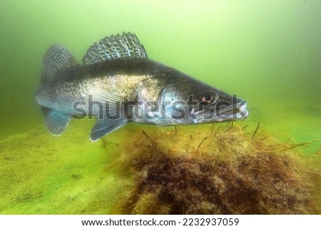 Freshwater fish Pikeperch (Sander lucioperca) in the beautiful clean pound. Underwater shot of the Zander. Wildlife animal. Pike perch in the nature habitat with nice background.  Royalty-Free Stock Photo #2232937059