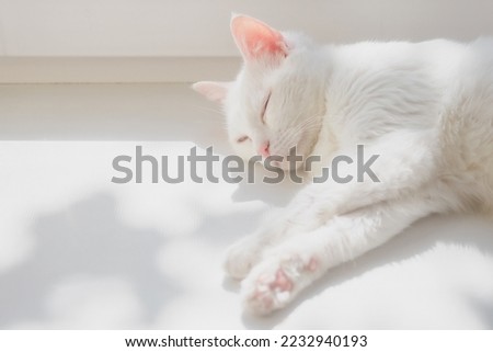 White purebred cat sleeps on white windowsill in rays of sun. Japanese Bobtail cat lies on white surface and closed her eyes. Clean and neat cat rests in cozy and warm place..