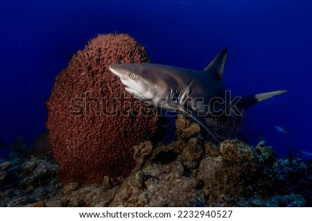 A magnificent grey reef shark with a stern look swims along the bottom seascapes