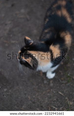 Cat in the garden outside house