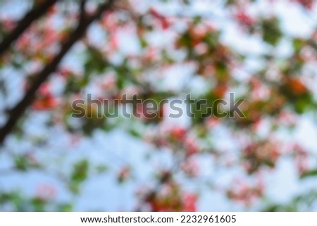 Defocused background of Red phoenix flowers bloom in summer. Common name in English is: Flamboyant, Royal Poinciana tree and Mohur.