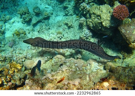 Big spotted moray eel on the coral reef. Animals in the ocean, corals and fish. Snorkeling with the marine life, underwater photography. Wildlife, picture from traveling.