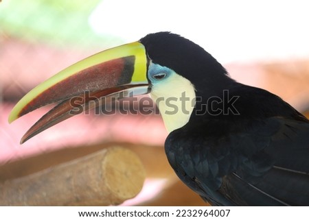 The toco toucan bird on the wood 