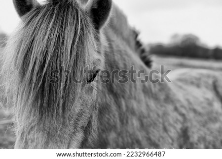 A black and white picture of a horse from up close.