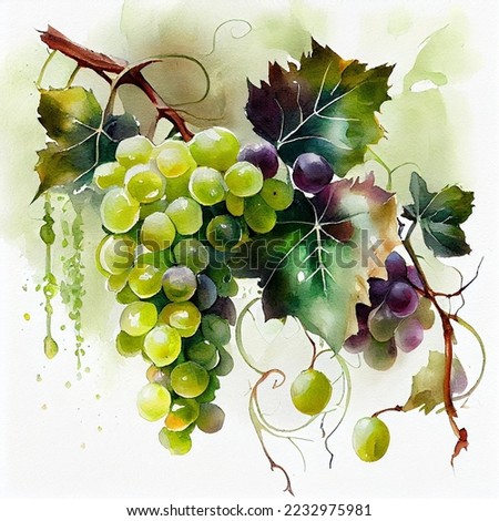 Green grapes .Watercolor on white paper background. All the fruits.