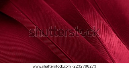 red feather pigeon macro photo. texture or background Royalty-Free Stock Photo #2232988273