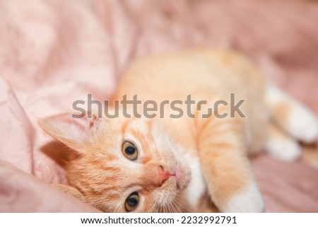 Red cat lying on a blanket. Close up.