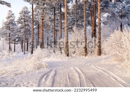 Winter landscape, pines covered with hoarfrost, on a frosty day. Climate, weather, meteorology.