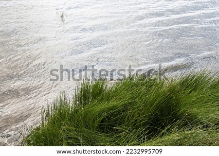 Background image of water in the river and tall green grass on the shore of the reservoir, for your design or other decorations.