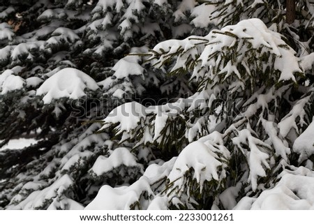 The first snow on a spruce branch in close-up. snow caps on the branches of a fir tree. christmas background for design