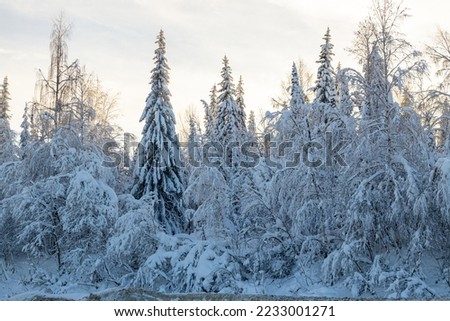 A snow-covered forest in the taiga on a winter day. beautiful landscape of winter coniferous forest. snow-covered fir trees.