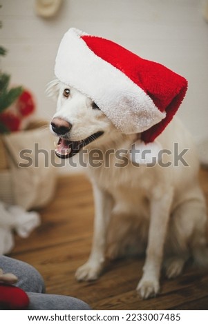Merry Christmas! Cute happy dog in santa hat sitting near stylish christmas tree. Pet and winter holidays. Portrait of adorable danish spitz dog wearing santa hat in festive room