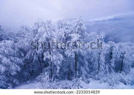 Snow covered tree trunks in winter forest.
