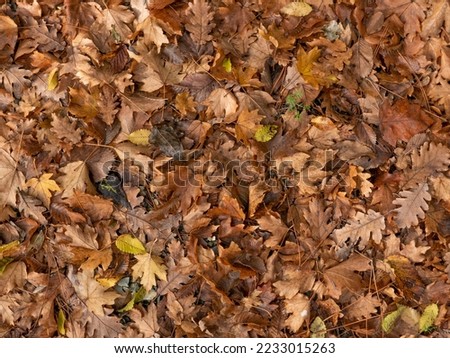 Autumn. Yellowed and fallen leaves.