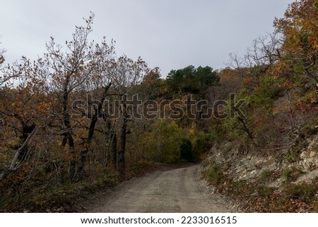 Dirt road in the autumn forest on the Black Sea coast. Russia. Krasnodar region.  