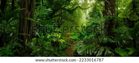 Rain forest in Central America Royalty-Free Stock Photo #2233016787