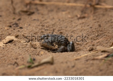 Water frog in the Biebrza National Park. Pelophylax cypriensis cower on the ground. Poland nature. 