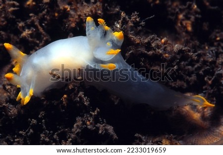 sea slug known as polycera quadrilineata